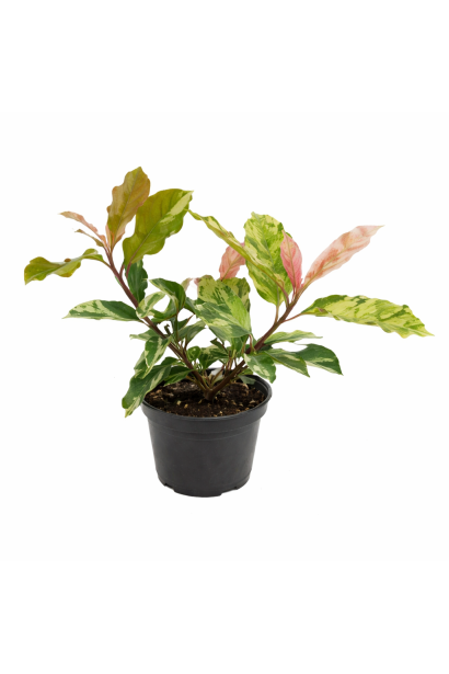 Фотінія зубчаста Пінк Кріспі купити п9, 0,5л, р9